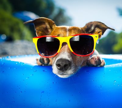 Perro genial con gafas de sol