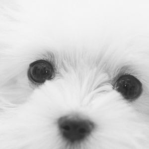 Cachorro Esponjoso y Adorable