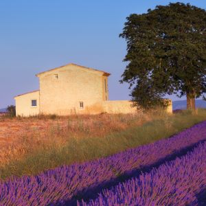 Campos de Lavanda y Casa Rústica