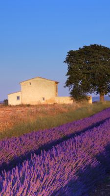 Campos de Lavanda y Casa Rústica
