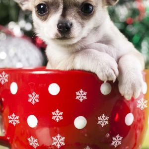 Linda Chihuahua en Taza Navideña