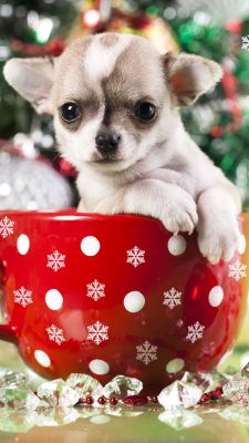 Linda Chihuahua en Taza Navideña