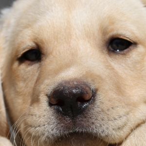 Cachorro de Labrador Adorable
