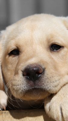Cachorro de Labrador Adorable