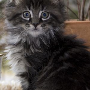 Gatito Esponjoso con Ojos Azules