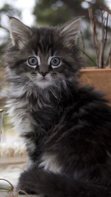 Gatito Esponjoso con Ojos Azules