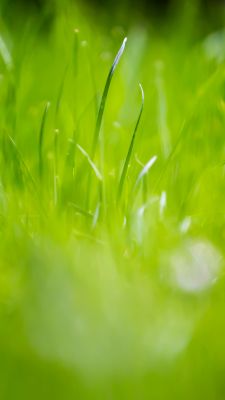 Green Grass