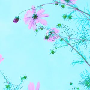 Flores Rosas Contra el Cielo Azul