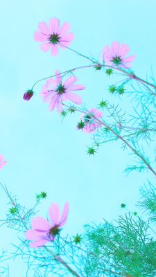 Flores Rosas Contra el Cielo Azul