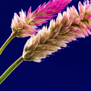 Primer Plano de Flores Coloridas