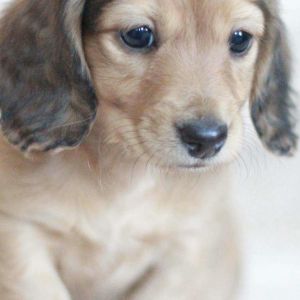 Fondo de Cachorro Adorable
