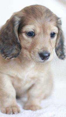 Fondo de Cachorro Adorable