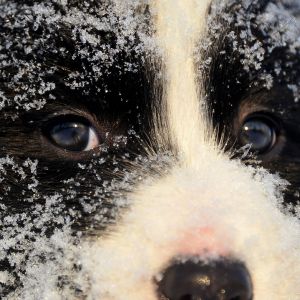 Retrato de Perro Nevado