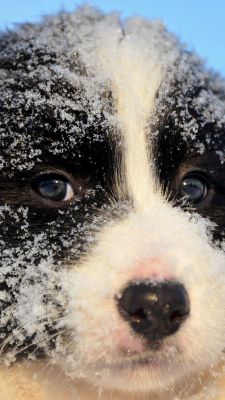 Retrato de Perro Nevado