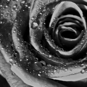 Rosa en Blanco y Negro