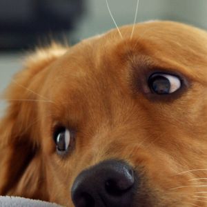 Perro Golden Retriever Adorable