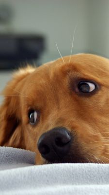 Perro Golden Retriever Adorable