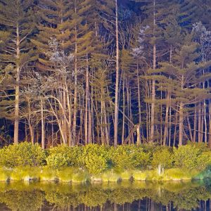 Reflejo de Noche Estrellada en el Bosque