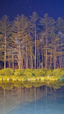 Reflejo de Noche Estrellada en el Bosque