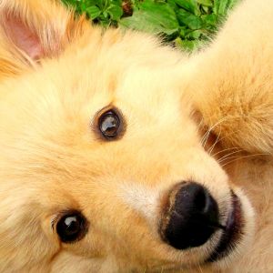 Cachorro Dorado Adorable