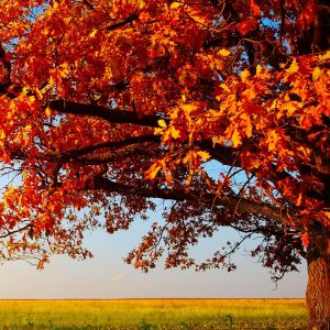 Árbol de Otoño con Hojas Naranjas
