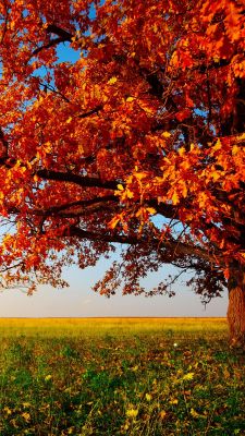 Árbol de Otoño con Hojas Naranjas