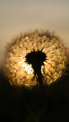 Diente de león al atardecer