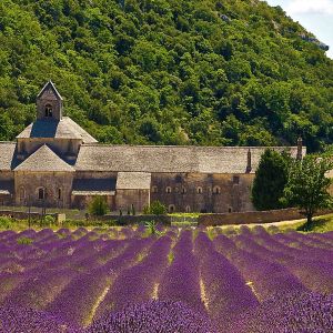 Campos de Lavanda y Abadía