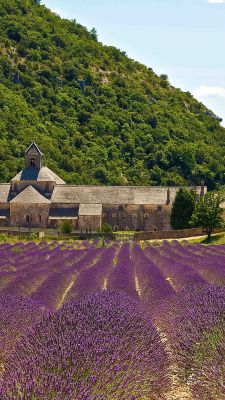 Campos de Lavanda y Abadía