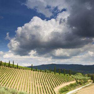 Paisaje de Viñedos con Nubes Dramáticas