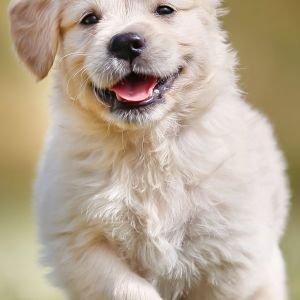 Cachorro de Golden Retriever Feliz