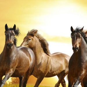 Caballos Corriendo al Atardecer
