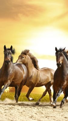 Caballos Corriendo al Atardecer