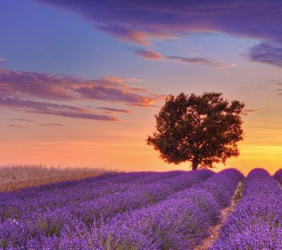 Campos de Lavanda al Atardecer