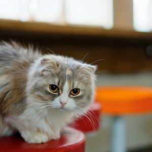 Gato Bonito en un Taburete