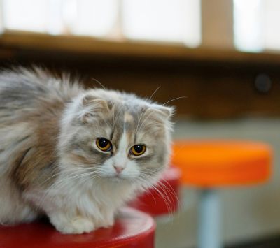 Gato Bonito en un Taburete