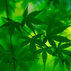 Patrones de Hojas Verdes