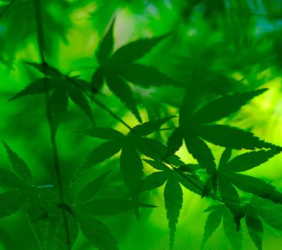 Patrones de Hojas Verdes