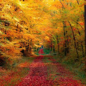 Sendero Forestal de Otoño