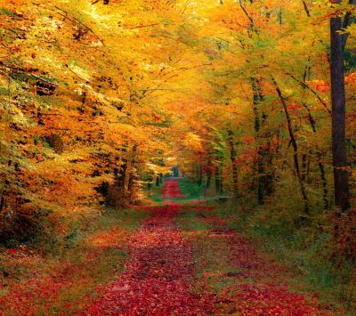Sendero Forestal de Otoño