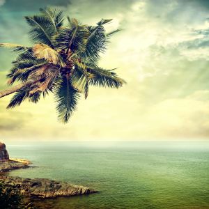 Palmera Tropical Junto al Océano