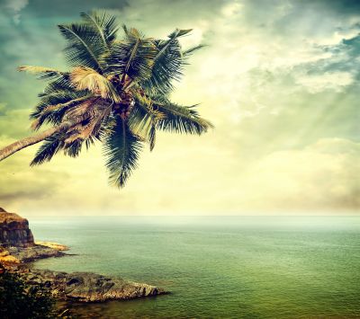 Palmera Tropical Junto al Océano