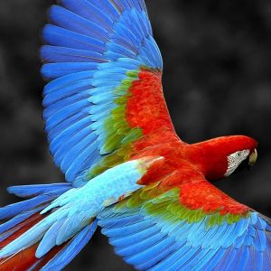 Guacamayo Colorido en Vuelo