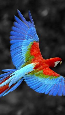 Guacamayo Colorido en Vuelo