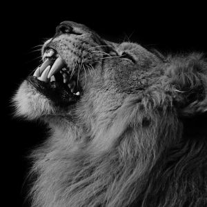 León Majestuoso Rugiendo