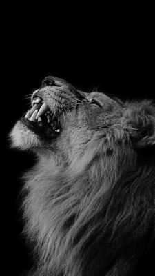 León Majestuoso Rugiendo