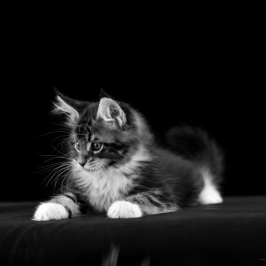 Adorable Gatito Blanco y Negro
