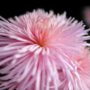 Flor Rosa Acercada