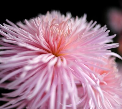Flor Rosa Acercada