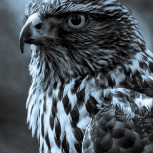 Retrato de Halcón Majestuoso
